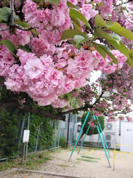 栄本町公園の八重桜